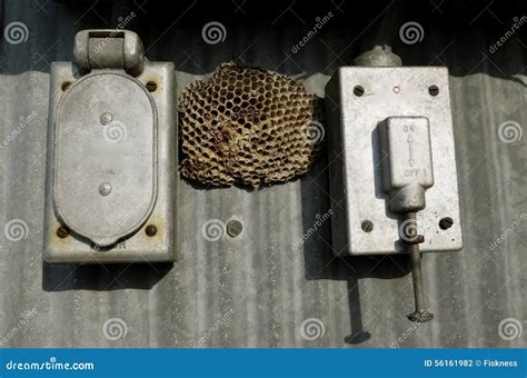 wasp nest in electrical box